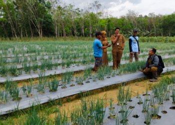 Petani Bawang Merah Di Desa Paring Tali Dapat Dukungan Penuh dari Distan Banjar