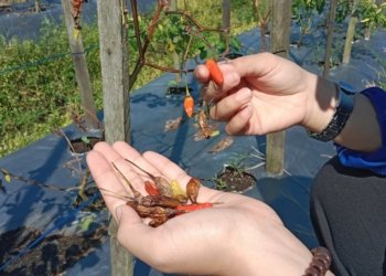 Tembus Rp130 Ribu, Harga Cabai di Banjarbaru Melonjak Naik Akibat Serangan Lalat Buah