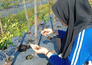 Strategi Kendalikan Serangan Lalat Buah pada Tanaman Cabai
