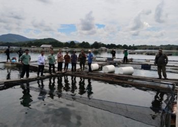 Desa Apuai Menuju Mandiri Pangan: 100 Ribu Bibit Ikan Nila Ditebar di Jala Apung Aranio