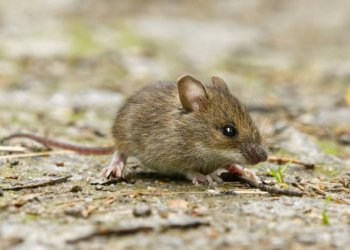 Ancaman Leptospirosis, Kencing Tikus Bisa Mematikan, Dinkes Kabupaten Banjar Himbau Warga Lebih Waspada