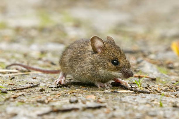 Ancaman Leptospirosis, Kencing Tikus Bisa Mematikan, Dinkes Kabupaten Banjar Himbau Warga Lebih Waspada