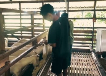 Banjar Dorong Kualitas Susu Kambing Bertaraf Nasional, Peternakan Mandiangin Disorot Positif