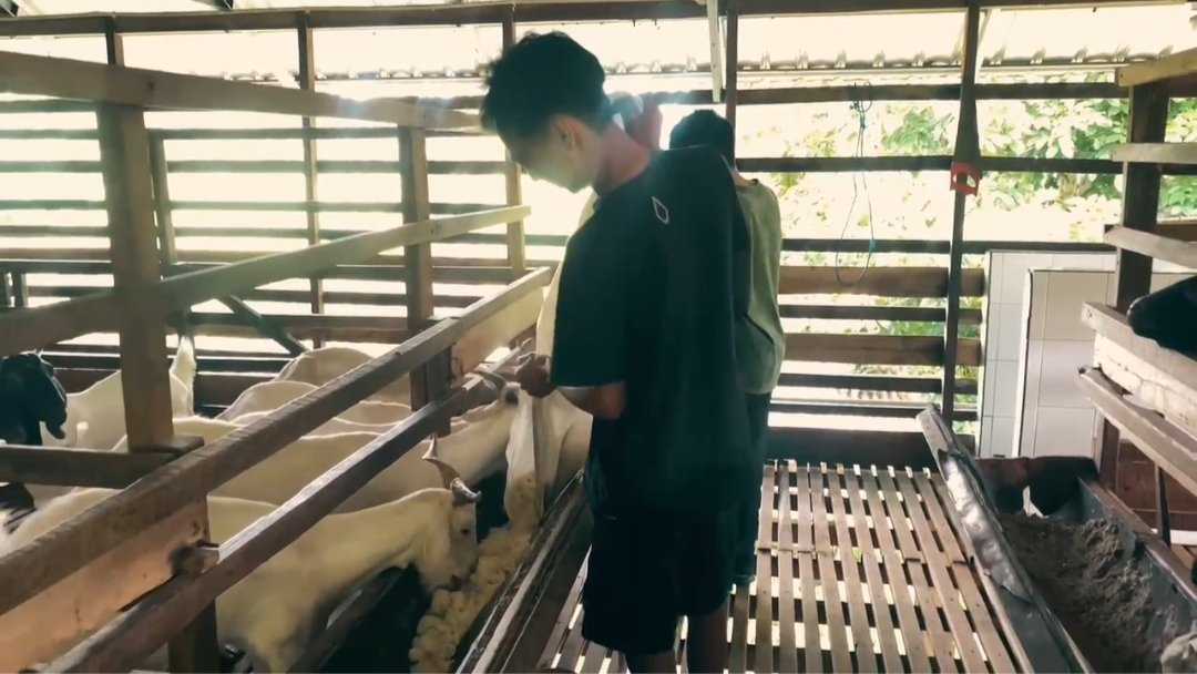 Banjar Dorong Kualitas Susu Kambing Bertaraf Nasional, Peternakan Mandiangin Disorot Positif