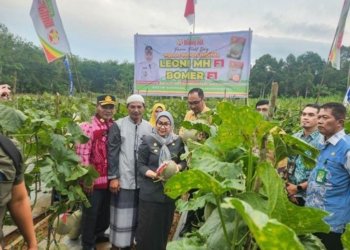 Wujudkan Ketahanan Pangan, Wali Kota Banjarbaru Panen Raya Melon di Sungai Abit