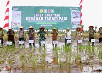 Kolaborasi Lintas Sektor: Ketika Kejaksaan Turun ke Sawah, Petani Kabupaten Banjar Panen Raya