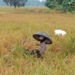 OMC Dinilai Rugikan Petani, Hasil Panen di Banjarbaru Terancam Turun
