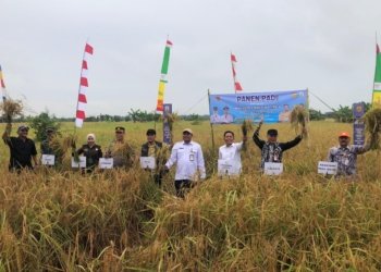 Sumbang Swasembada Pangan, 27 Kelompok Tani di Banjarbaru Panen Raya 8.070 Hektare