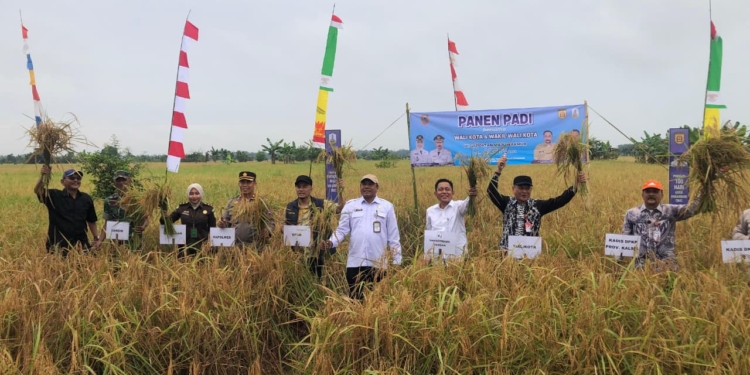 Sumbang Swasembada Pangan, 27 Kelompok Tani di Banjarbaru Panen Raya 8.070 Hektare