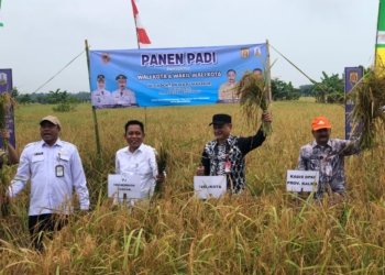 Atasi Sawah Tergenang dan Diserang Hama Tikus, Pemprov Kalsel Siapkan Program Oplah