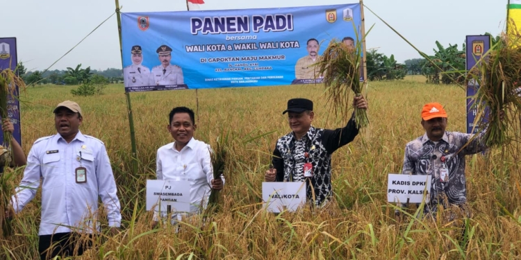 Atasi Sawah Tergenang dan Diserang Hama Tikus, Pemprov Kalsel Siapkan Program Oplah