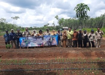 BPTPH Kalsel dan Distan Kabupaten Banjar Dampingi Petani Bawang Merah Hadapi Ancaman Hama
