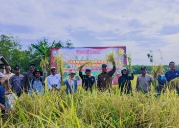 Panen Raya Padi Varietas Unggul di Desa Sungkai Baru, Bukti Kerja Keras Petani dan Dukungan Pemerintah