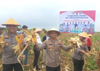 Wakapolres Kotabaru Pimpin Langsung Panen Raya Jagung di Pulau Laut Selatan Dukung Swasembada Pangan