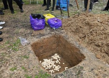 Jaga Kelestarian Satwa Laut, DKP Kalsel: Stop Memperjualbelikan dan Mengkonsumsi Telur Penyu