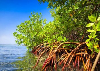 ULM Siap Berkiprah di Kanca Dunia Lewat Lahan Mangrove Tahun 2027