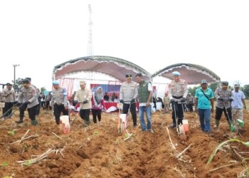 Perkuat Ketahanan Pangan, Polda Kalsel Tanam Jagung Tahap II di Lahan Binaan Bidpropam
