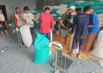 Panen Jagung Petani Binaan Polres Kotabaru Diserap Bulog, Tembus 19,5 Ton