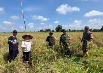 Babinsa Sungai Batang Hadiri Syukuran dan Panen Bersama Petani Swadaya, Wujudkan Semangat Kemandirian Pangan