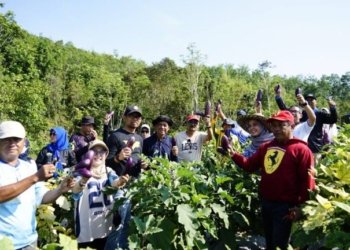 Dorong Semangat Para Petani, Pemprov Kalsel Gelar Panen Bersama di Bukit Merangkul