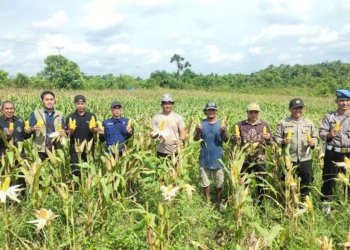 Polsek Simpang Empat Dukung Ketahanan Pangan, Siap Panen 4 Ton Jagung untuk Bulog
