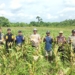 Polsek Simpang Empat Dukung Ketahanan Pangan, Siap Panen 4 Ton Jagung untuk Bulog
