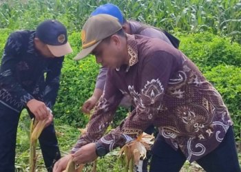 Kepala Desa Sarigadung Apresiasi Inisiatif Polsek Simpang Empat, Dukung Penuh Ketahanan Pangan Melalui Panen Jagung