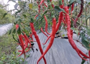 Harga Naik, Petani Cabai Banjarbaru Tetap Merugi Akibat Serangan Penyakit