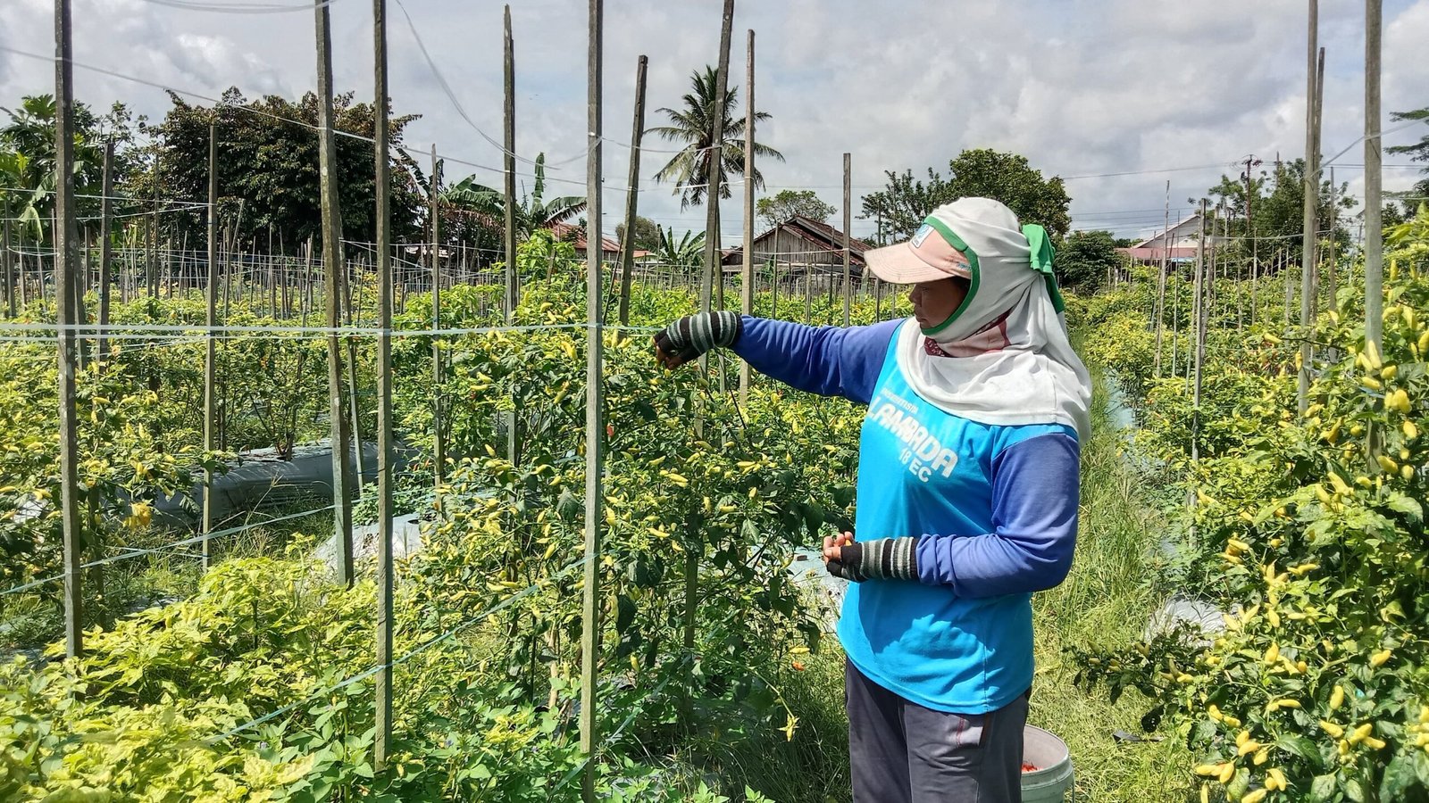 Petani Banjarbaru Tertekan, Cuaca Tak Stabil Picu Serangan Penyakit Tanaman