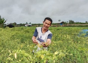 Fluktuasi Cuaca Tantang Petani Hortikultura, DPKP Siapkan Pengendalian Terpadu