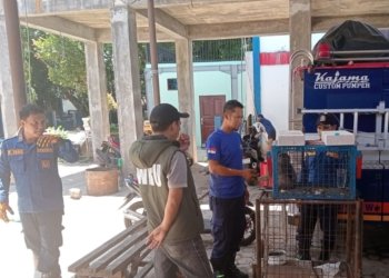 Damkar Banjar Evakuasi Owa-Owa Liar dari Rumah Warga, Kini Diserahkan ke BKSDA