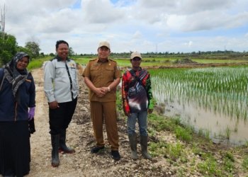 Cetak Sawah Rakyat Hijaukan Tambak Padi, Optimisme Baru Lumbung Pangan Beruntung Baru