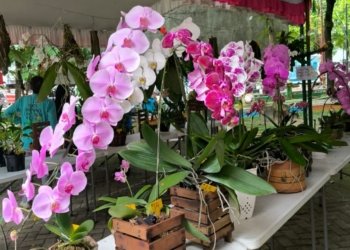 Tabalong Smart Orchid Festival 2025: Festival Anggrek untuk Konservasi dan Perayaan Hari Jadi Tabalong