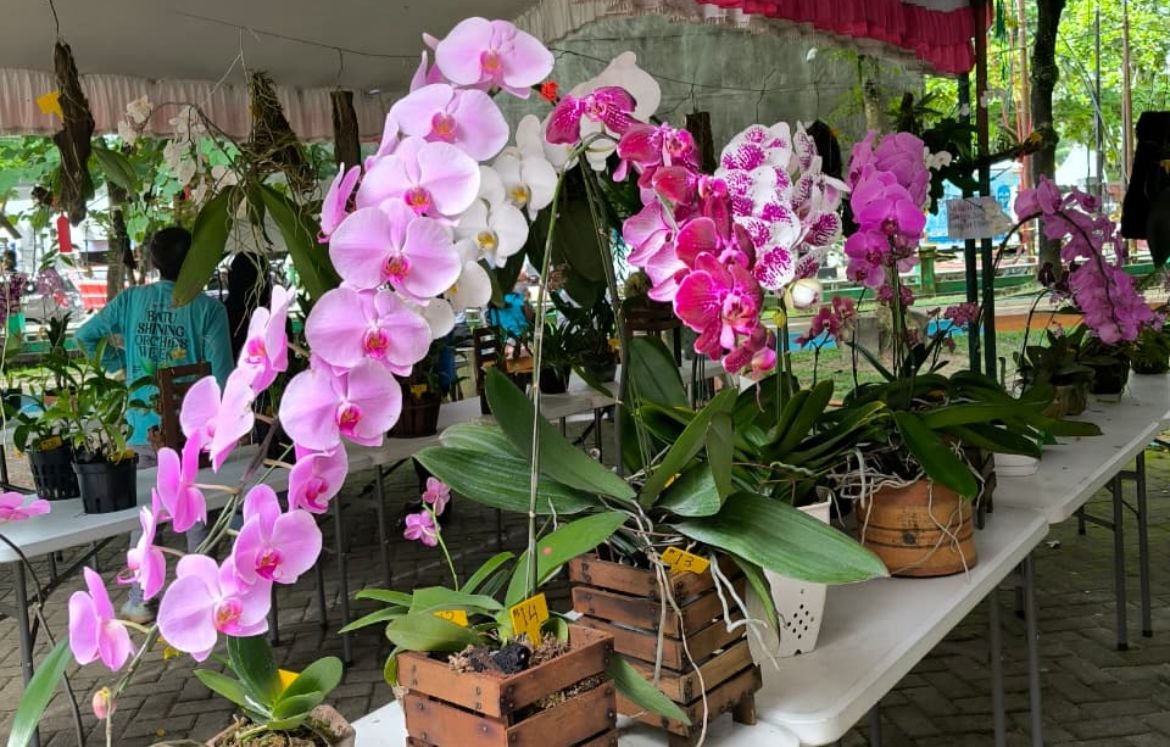 Tabalong Smart Orchid Festival 2025: Festival Anggrek untuk Konservasi dan Perayaan Hari Jadi Tabalong
