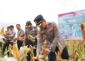 Panen Raya Jagung Serentak Kuratapi IV di Kotabaru