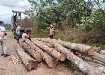 KPH Tanah Laut Amankan Puluhan Batang Kayu Diduga Hasil Pembalakan Liar