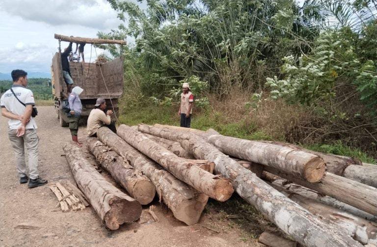 KPH Tanah Laut Amankan Puluhan Batang Kayu Diduga Hasil Pembalakan Liar