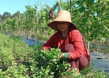 DPKP Kalsel Evaluasi Kinerja 2025, Soroti Penyimpanan Benih yang Masih Keliru