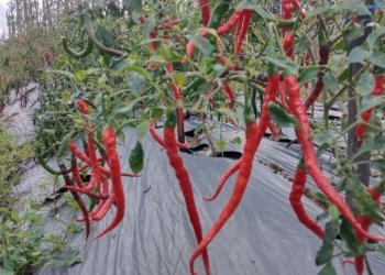 Harga Cabai Merah Keriting Melonjak 70 Persen, Dipicu Banyak Kebun Terendam