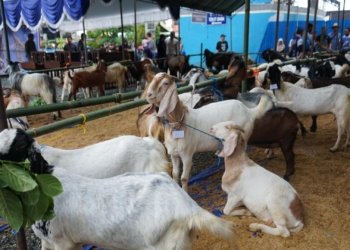 Kontes “Si Kambing Hebat” Jadi Upaya Pemkab Kotabaru Dongkrak Mutu Genetik dan Ekonomi Peternak