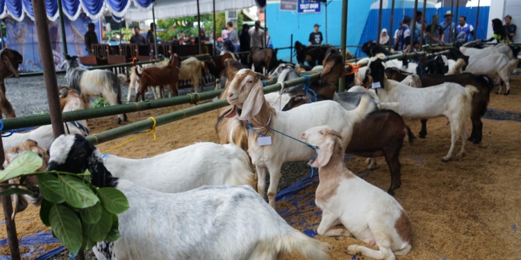 Kontes “Si Kambing Hebat” Jadi Upaya Pemkab Kotabaru Dongkrak Mutu Genetik dan Ekonomi Peternak