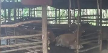 Pemkab Tabalong Bangun Delapan Kandang Komunal untuk Tingkatkan Produktivitas Peternakan