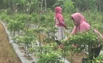 Panen Perdana Cabai Tiung, Poktan Warni Hulu Raup Ratusan Kilo di Desa Kasiau