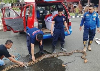 Satpol PP–Damkar Kalsel Imbau Warga Waspada Ular Berkeliaran Saat Musim Hujan