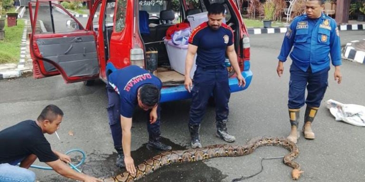 Satpol PP–Damkar Kalsel Imbau Warga Waspada Ular Berkeliaran Saat Musim Hujan
