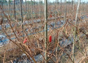 Cuaca Ekstrem Hantam Petani Cabai, Hasil Panen Anjlok hingga Separuh