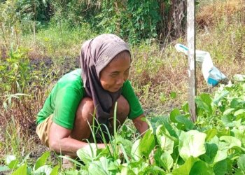 Curah Hujan Tinggi Tekan Produksi Sawi, Petani Alami Penurunan Panen Drastis