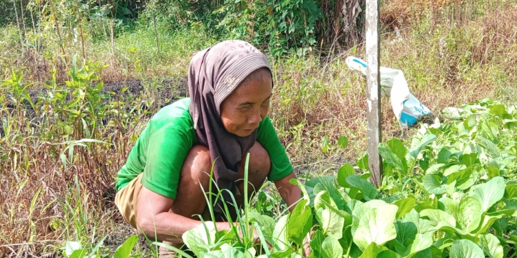 Curah Hujan Tinggi Tekan Produksi Sawi, Petani Alami Penurunan Panen Drastis