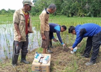 Antisipasi Serangan Tikus Pascabanjir, BPTPH Kalsel Siapkan Bahan Pengendali