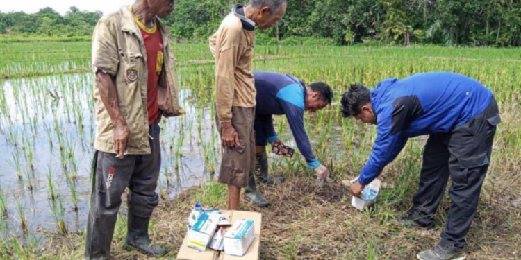 Antisipasi Serangan Tikus Pascabanjir, BPTPH Kalsel Siapkan Bahan Pengendali